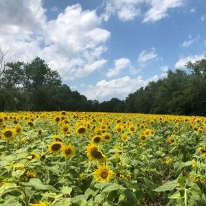 Meet your Posher, Jacqueline